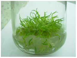 Research Infrastructure 2