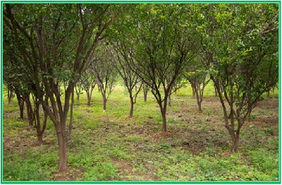 Mandarin Orchard Image