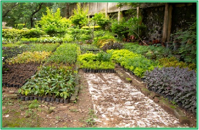 In-House Nursery Image